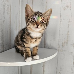 ハミングミント♀ - 猫