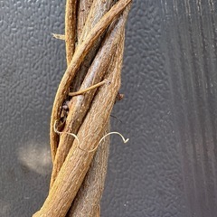 アケビのツル　
リースにできる？の画像