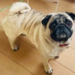 可愛がってくださる方、近県にお住いの方、 - 犬