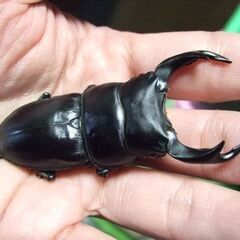 三重県産オオクワガタ F1 ♂70.5ミリ ♀44.7ミリ ペアの画像