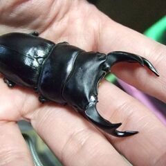 三重県産オオクワガタ F1 ♂70.5ミリ ♀44.7ミリ ペアの画像