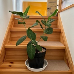 ゴムの木鉢ごと
