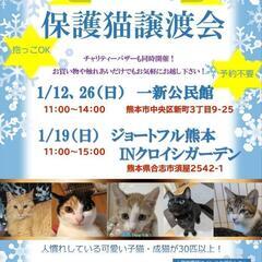 抱っこ🆗😺触れ合い🆗😸保護猫譲渡会😻