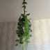 ランキングキーワードに紐づく投稿画像-観葉植物
