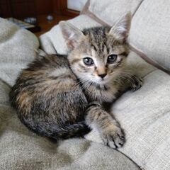 生後２ヶ月半メリーちゃん里親募集