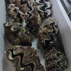 シャコ貝(１個)