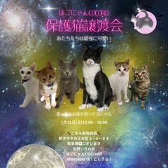 🩷ほごねこ譲渡会🩷