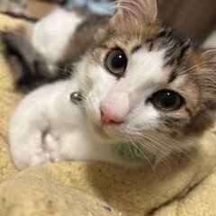 5ヶ月の男の子-4匹の里親募集しています