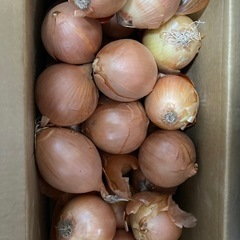玉葱　たまねぎ　　北海道産　1玉60円