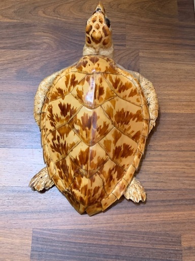 亀の剥製
