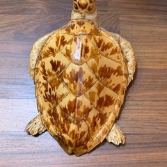 亀の剥製