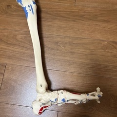 人体骨格模型 足部 可動関節付き　3パーツの画像