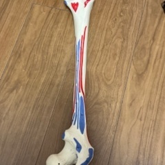 人体骨格模型 足部 可動関節付き　3パーツの画像