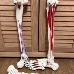 人体骨格模型 足部 可動関節付き　3パーツ