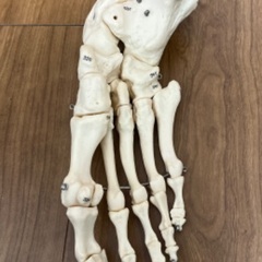 人体骨格模型 足部 可動関節付き　3パーツの画像