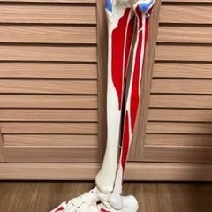 人体骨格模型 足部 可動関節付き　3パーツの画像