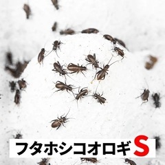 フタホシコオロギ（小）