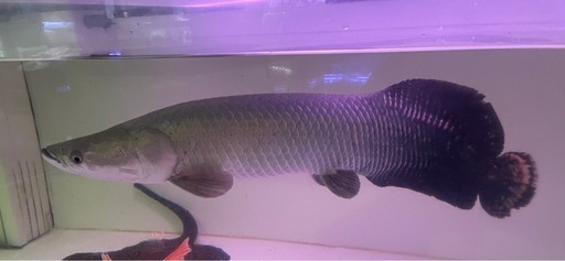 熱帯魚　大型魚　ピラルクー　±60cm