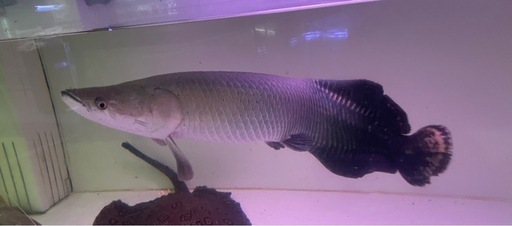 熱帯魚　大型魚　ピラルクー　±60cm