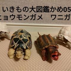 いきもの大図鑑かめ05　ヒョウモンガメ　ワニガメ　4体の画像