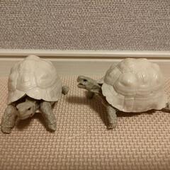 いきもの大図鑑かめ05　ヒョウモンガメ　ワニガメ　4体の画像