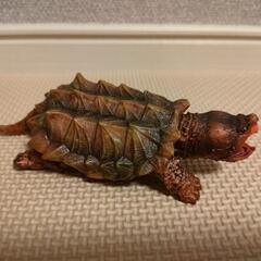 いきもの大図鑑かめ05　ヒョウモンガメ　ワニガメ　4体の画像