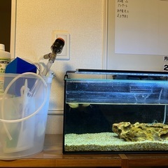 熱帯魚フルセット