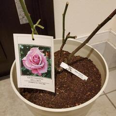 初めてバラ育てます🌹