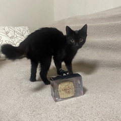 【迷い猫】行方不明　黒猫　メス　小柄　首輪なし　1才