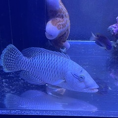 ナポレオンフィッシュ　メガネモチノウオ　沖縄産　海水魚　熱帯魚