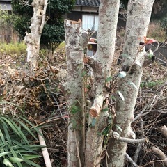 無料です。薪にいかがですか？の画像