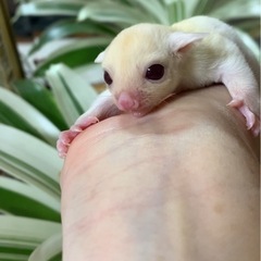 ルビープラチナももんが　オス