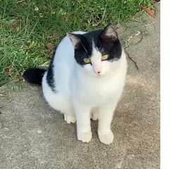 自立心旺盛。でもちょっとシャイな甘えん坊😽　 - 世田谷区