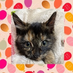 『里親さま決定』まん丸お目目の　サビ猫イブちゃん💕
