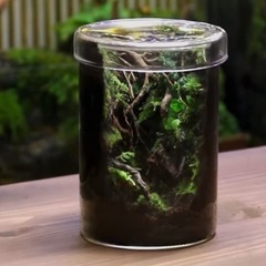 苔テラリウム水槽　レンタル‼️