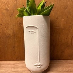 観葉植物　サンスベリ室内用土に植え替え済