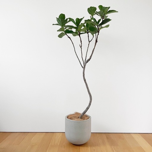 観葉植物 フィカス　バンビーノ