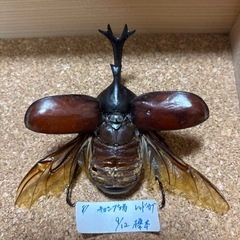 【決定】《昆虫標本》オオクワ・カブトムシ、他