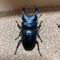 【決定】《昆虫標本》オオクワ・カブトムシ、他の画像