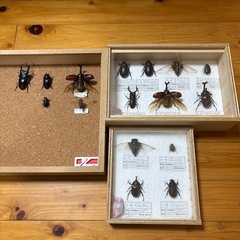 【決定】《昆虫標本》オオクワ・カブトムシ、他の画像