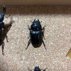 【決定】《昆虫標本》オオクワ・カブトムシ、他の画像