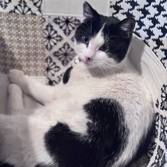 自立心旺盛。でもちょっとシャイな甘えん坊😽　 - 猫