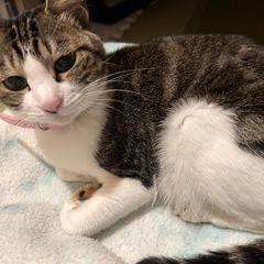 迷い猫探してます。