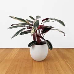 観葉植物 ストロマンテトリオスター