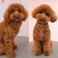 トリミング教室♪爪切り〜カットまで✂️歴10年トリマーが教えます🎶の画像