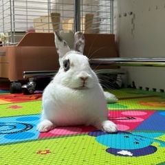 うさぎ