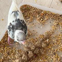 さざなみインコ