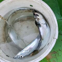 海釣り教室の画像