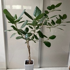 観葉植物　フィカス・ベンガレンシス　高さ175cm
