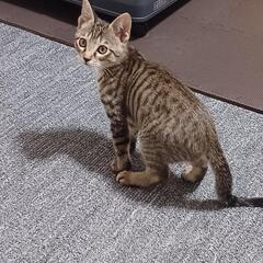 つむちゃん　４ヶ月　オス　トライアル中 − 宮城県
